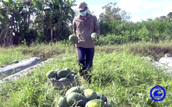 Trồng dưa hấu trái chín đúng mùa dịch, nông dân Tiền Giang kiếm bộn tiền 