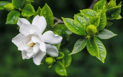 7 cây cảnh ngát hương thơm, giúp cải thiện tâm trạng, nâng cao sức khỏe cho gia chủ