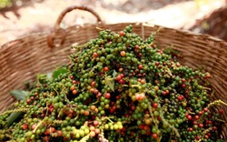Giá nông sản hôm nay 13/9: Cà phê biến động trái chiều; Tiêu được giá, người dân bắt đầu mở rộng diện tích trồng
