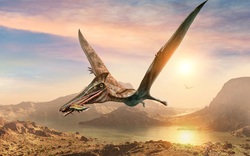 Hóa thạch khủng long cổ đại với tên gọi "rồng bay" khiến các nhà khoa học sửng sốt