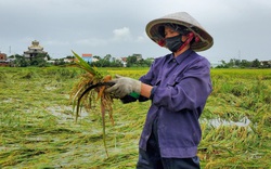 Đà Nẵng: Nông dân thất thần nhìn lúa nảy mầm ngập trong nước sau bão số 5