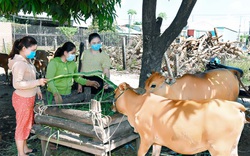 Gia Lai: Có vốn nuôi đàn bò vàng đẹp như tranh, nông dân nghèo vượt khó 