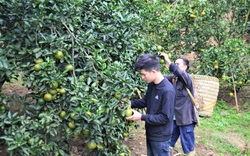 Tuyên Quang: Hỗ trợ người dân chăm sóc cây cam ở giai đoạn ra quả quyết định năng suất vụ cam