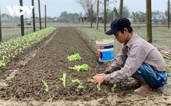 Làm thế nào để khôi phục hoa màu và cây ăn quả sau bão?