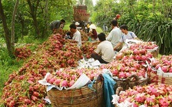 Gần 100% thanh long nhập khẩu ở Trung Quốc là từ Việt Nam