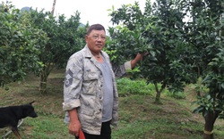Lạng Sơn: U60 dân tộc Tày "liều" trồng thứ cam đặc sản của người Kinh, ai ngờ thu cả tỷ đồng mỗi năm