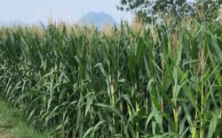 Ngô sinh khối - Giải pháp tiên phong cho tái cơ cấu nông nghiệp