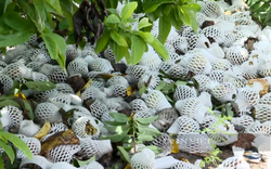 Tây Ninh: Hàng trăm tấn mãng cầu chín rụng, không tiêu thụ được