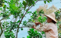 Đắk Lắk: Trên trồng bưởi da xanh, dưới trồng thêm cây gì mà mỗi ngày kiếm 200-300.000 đồng?