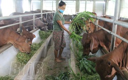 Thái Bình: Nuôi bò, nuôi trâu nhốt chuồng, ở nơi này nhà nào nuôi nhà đó khá giả, nuôi càng nhiều, lãi càng lớn