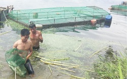 TT-Huế: Vì sao nông dân "ghim hàng" thủy sản, ngành chức năng khuyến cáo điều gì?