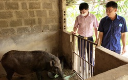 Quảng Bình: Nông dân miền núi Minh Hóa thoát nghèo nhờ vay vốn nuôi lợn rừng, trồng mít Thái
