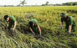 Ảnh ấn tượng tuần: Công an gặt lúa giúp dân và xếp dàng dài, chen chúc mua bánh trung thu