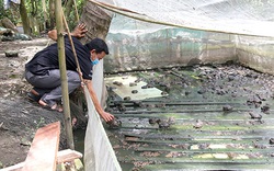 Một huyện của tỉnh Hậu Giang đang còn tồn đọng 1.800 tấn thủy sản quá lứa, đây là nguyên nhân