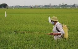 Nam Định: Sâu đục thân “tấn công” lúa Hè Thu, nhiều cánh đồng sâu xuất hiện vô số