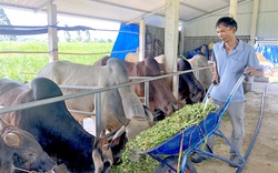 Gia Lai: Một ông nông dân nuôi bò vỗ béo, có nhiều giống bò lạ "vai u, thịt bắp", ai cũng muốn đến xem