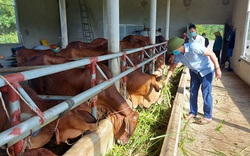 Hà Tĩnh: Chi hội trưởng 8X là triệu phú nông dân, có biệt tài nuôi bò vỗ béo giúp bà con thôn xóm làm giàu