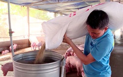 Giá lợn hơi giảm sâu trong khi giá thành sản xuất tăng "nóng", người chăn nuôi lỗ nặng