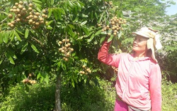 Lai Châu: Nông dân vùng khó chung tay xây dựng nông thôn mới