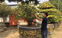 Vĩnh Phúc: Trồng những cây cảnh bonsai lạ mắt, ông nông dân bán giá 10-20 triệu/cây, lãi 1 tỷ/năm