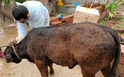 Bệnh viêm da nổi cục gây thiệt hại gần 100 tỷ đồng: Đốc thúc tiêm vaccine giữ đàn gia súc
