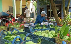 Cấp "căn cước công dân" cho cây trồng, vật nuôi