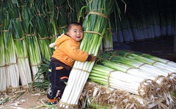 Chiêm ngưỡng những cây hành lá "đột biến", cao hơn 2 mét và nặng 1,5 kg