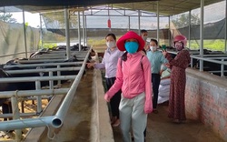 Quảng Nam: Phát triển kinh tế vườn giúp nông dân nâng cao thu nhập