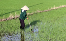 Tây Ninh: Nông dân quyết không bỏ ruộng hoang, chờ cơ hội nông sản tăng giá sau dịch