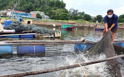 Hàng trăm tấn cá nuôi lồng bè tại Cửa Lò không có người thu mua vì dịch