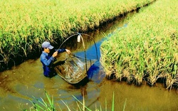 Khắp nơi ở Đồng bằng sông Cửu Long: “Con tôm ôm cây lúa”