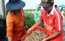 Cấp "căn cước công dân" cho cây trồng, vật nuôi (bài 2): Tiêu thụ nội địa cũng cần mã số 