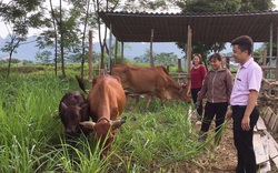 Hòa Bình: Tín dụng chính sách là “chìa khoá” giúp nông dân giảm nghèo, vươn lên làm giàu