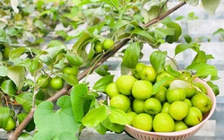 Trầm trồ khu vườn trên sân thượng, trĩu trịt cây trái của cặp vợ chồng Sài Gòn