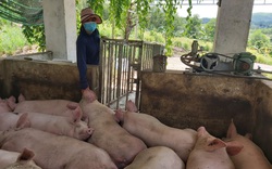 Đà Nẵng: Giá heo hơi thấp nhất trong 2 năm, nông dân lỗ  nặng nên dè dặt tái đàn