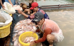 Đồng Nai: Nông dân nóng lòng chờ cấp một tờ giấy để đưa cá lên bờ