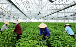 Vì sao cùng trồng lá tía tô, nơi cho không, còn tía tô Bắc Ninh xuất Nhật đếm tiền tỷ?