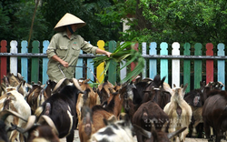 Thực hư việc lãnh đạo Thảo Cầm Viên Sài Gòn kêu gọi hỗ trợ kinh phí