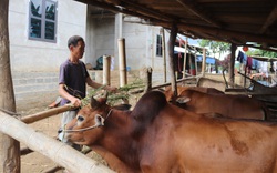 Nông dân Tây Bắc: Từ bỏ ma tuý, lão nông người Mông viết lại cuộc đời