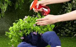 Dùng vật cũ để trồng cây, tạo khu vườn như trong chuyện cổ tích