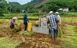Quảng Nam: Nông dân xứ Quảng ra đồng gặt lúa giúp dân bị phong tỏa, cách ly 