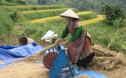 Lào Cai: Vùng cao Bắc Hà trúng mùa 2 loại hạt vàng, nhiều người không còn phải sang Trung Quốc làm thuê