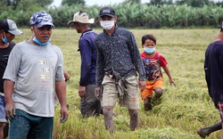 Người dân Cần Thơ đi bắt chuột đồng những ngày đầu thu hoạch lúa Thu Đông 2021