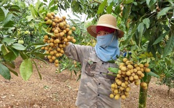 Nông dân Tây Bắc: Vùng biên giới Phiêng Khoài đoàn kết giúp nhau phát triển kinh tế