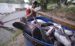 Ngành cá tra đang đuối sức, tồn đọng, xuất khẩu sụt giảm: Chuyên gia hiến kế giải pháp