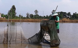 Nước lũ đã tràn vô đồng ở tỉnh Đồng Tháp, An Giang rồi, cá linh, chuột đồng nhiều hay ít, bán giá bao nhiêu?