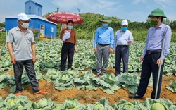 Nông thôn Tây Bắc: HTX Thanh Sơn liên kết sản xuất rau sạch