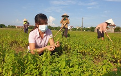 Ninh Bình: Trồng bạt ngàn các loài cây dược liệu quý, nông dân 8X "hái" về gần nửa tỷ mỗi năm. 