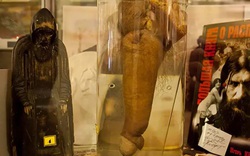 "Đỏ mặt" khi khám phá độ dài "khủng" tại bảo tàng tình dục St. Petersburg