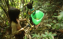 Phú Thọ: Đến mùa hái mầm đặc sản ví như "lộc rừng", trẻ con cũng kiếm được nửa triệu mỗi ngày